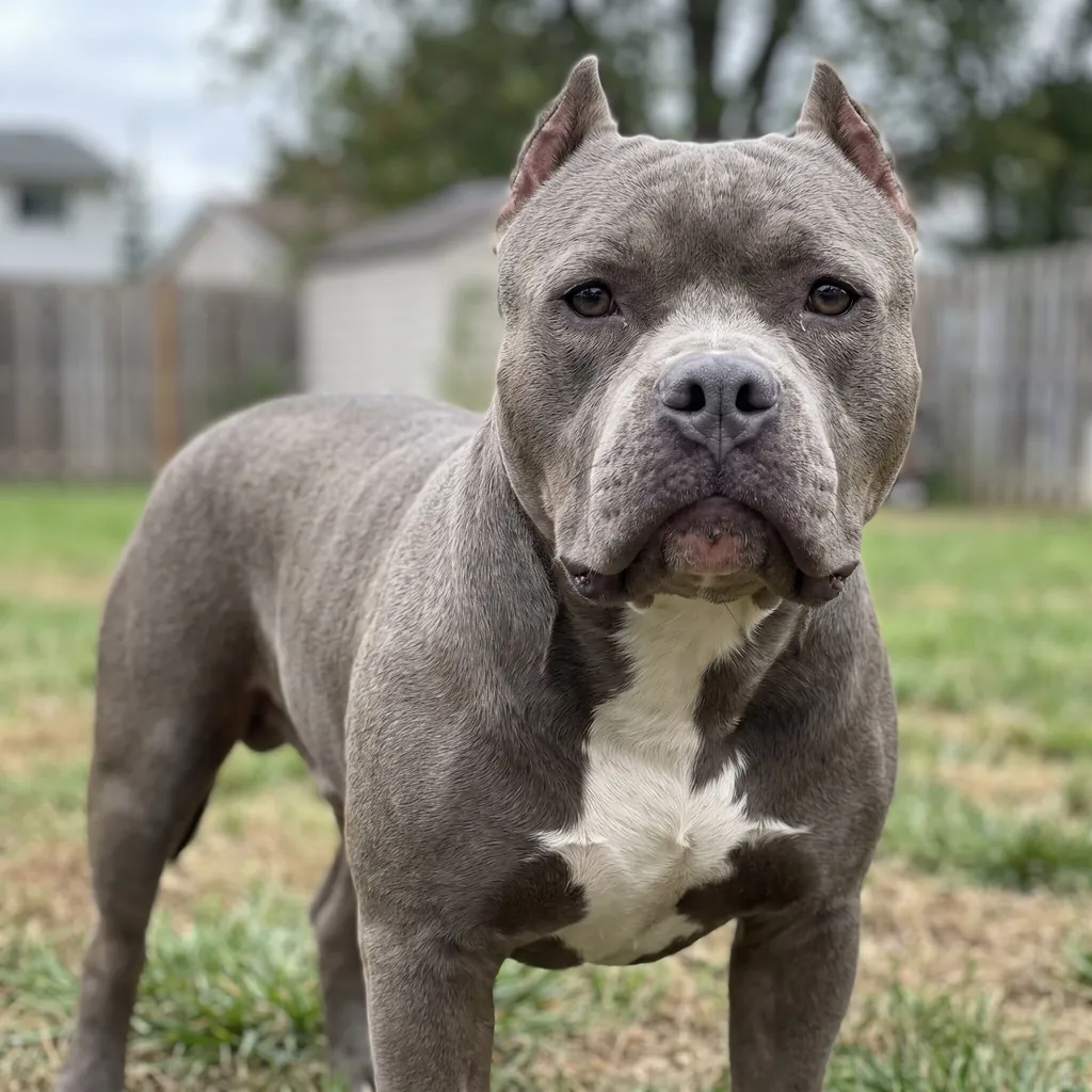 Adult American Bully standing