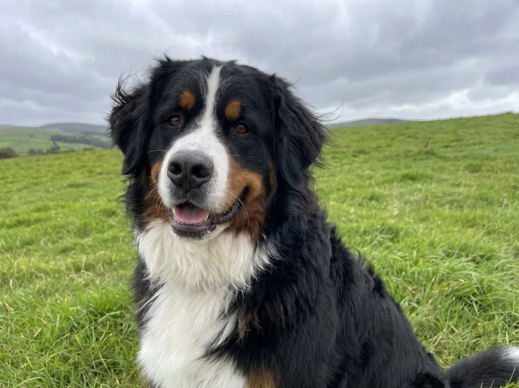 Adult Bernese Mountain Dog standing