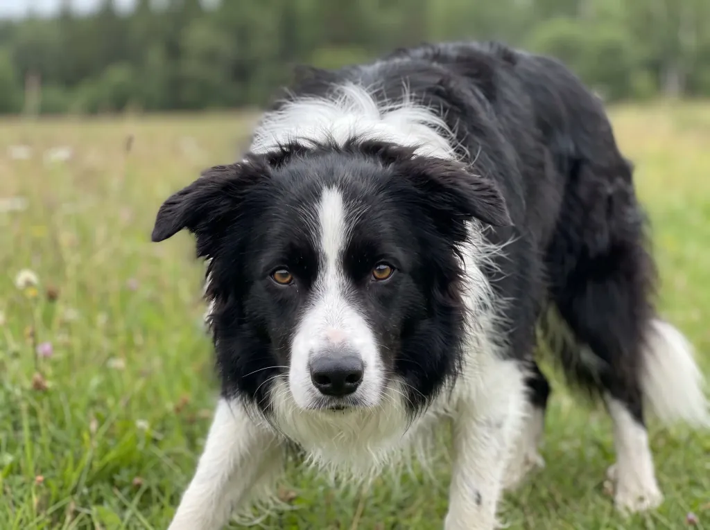 Adult Border Collie standing