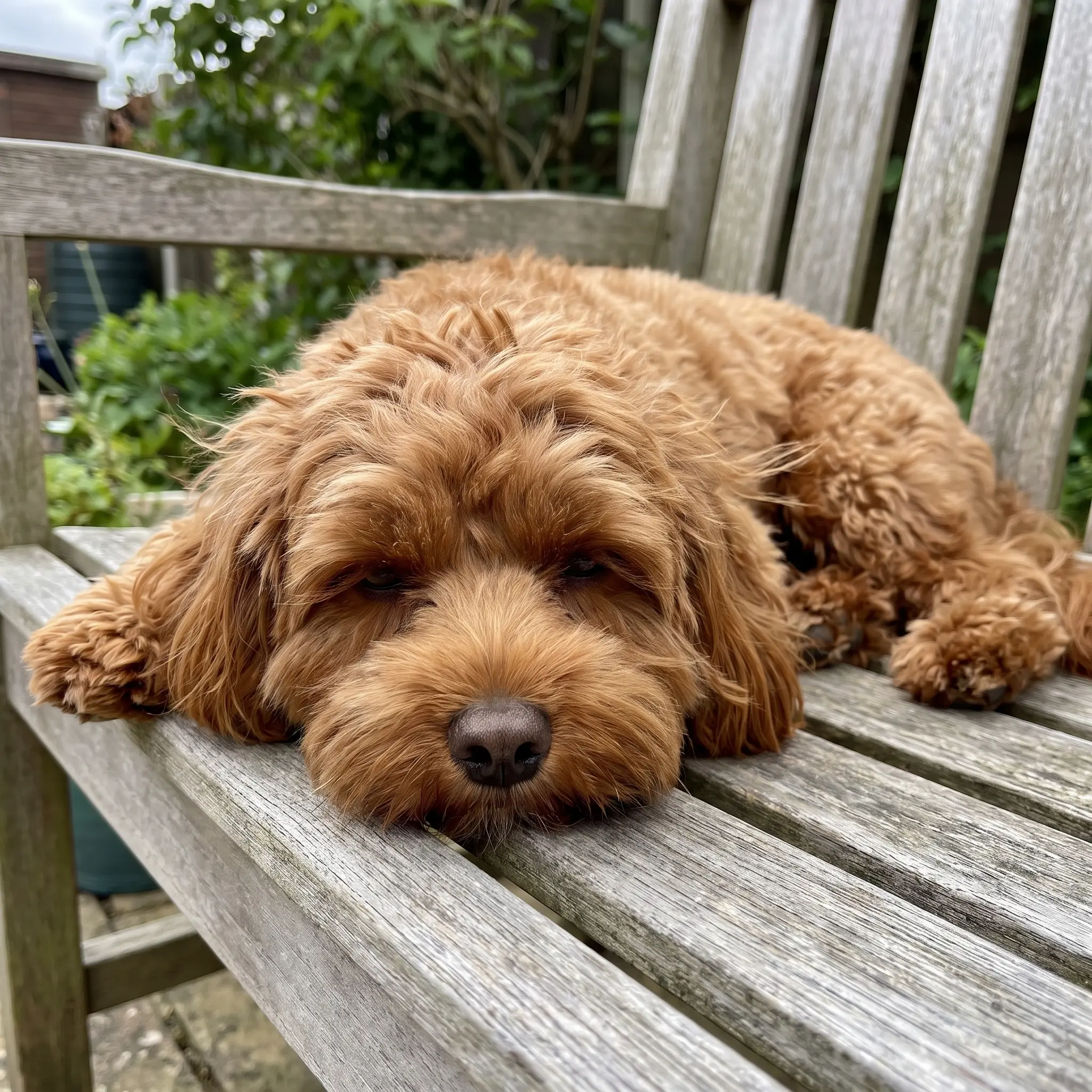 Adult Cavapoochon standing