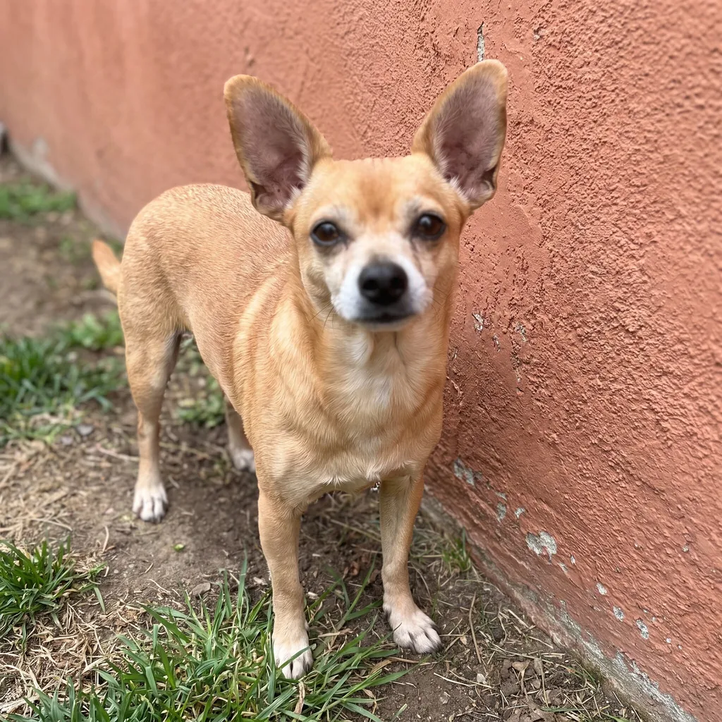 Adult Chihuahua standing
