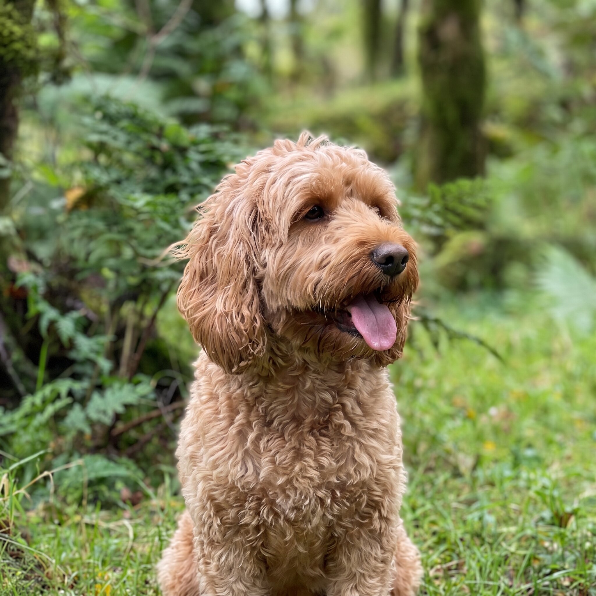 Adult Cockapoo standing