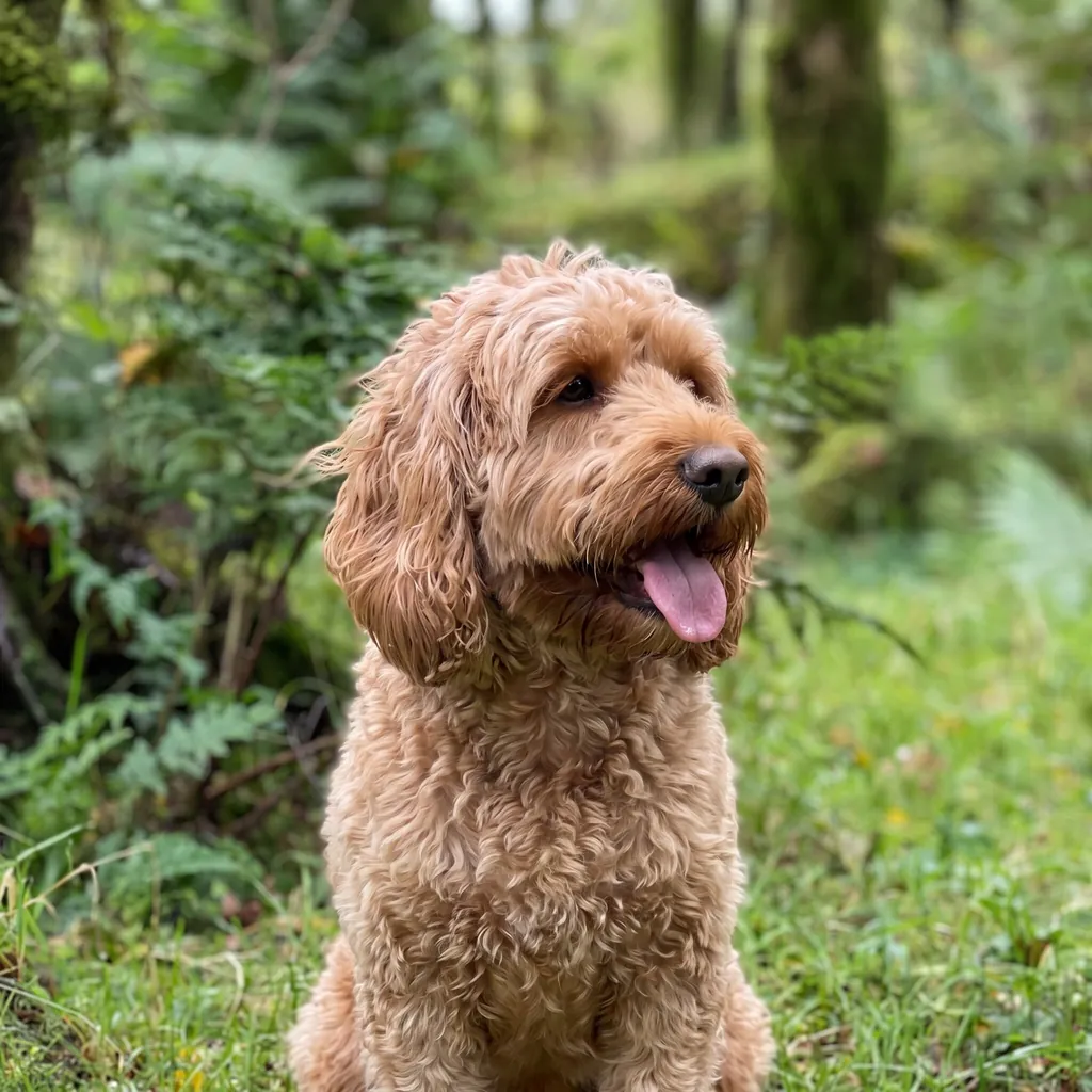 Adult Cockapoo standing