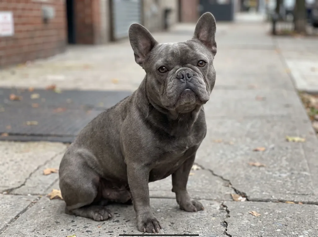 Adult French Bulldog standing