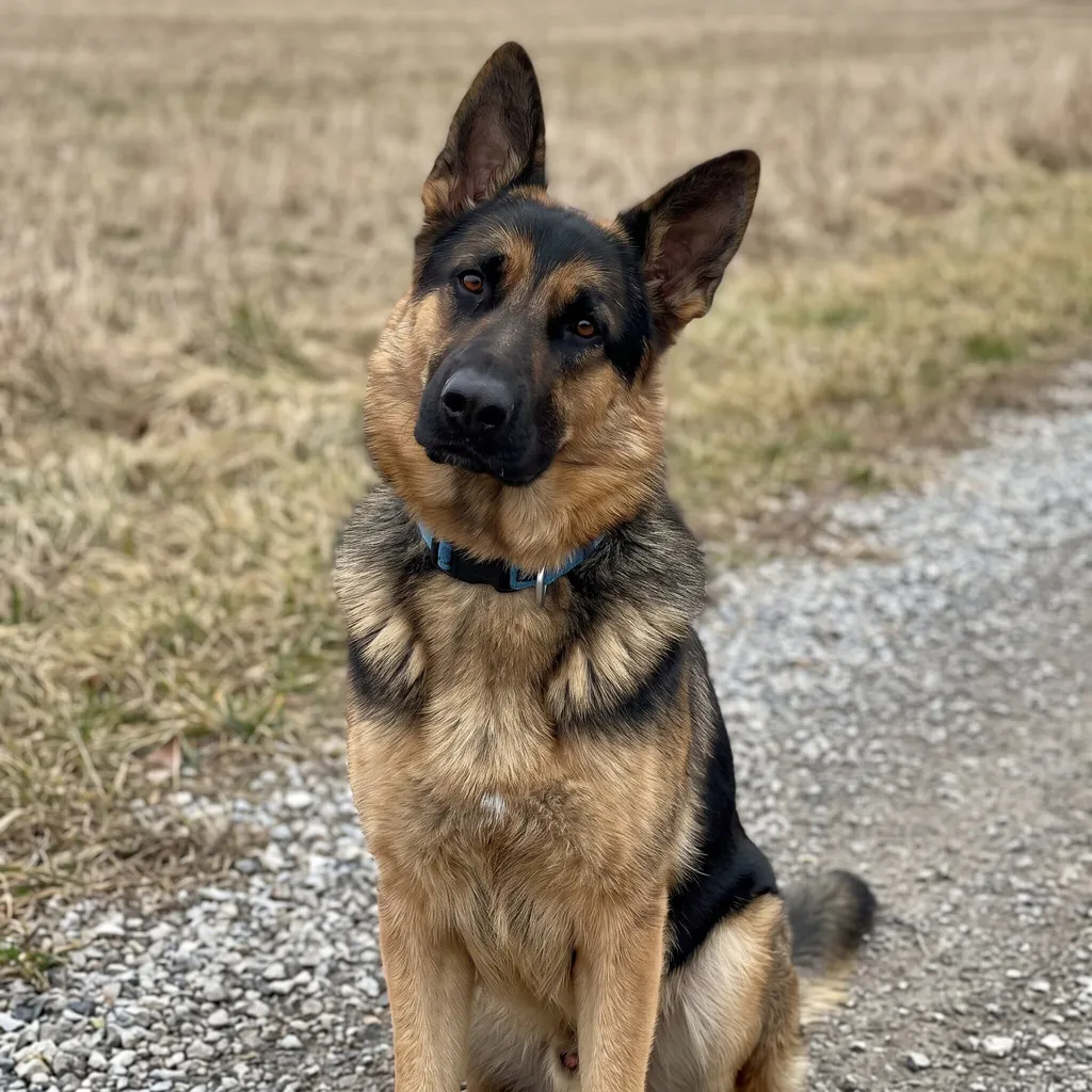 Adult German Shepherd standing