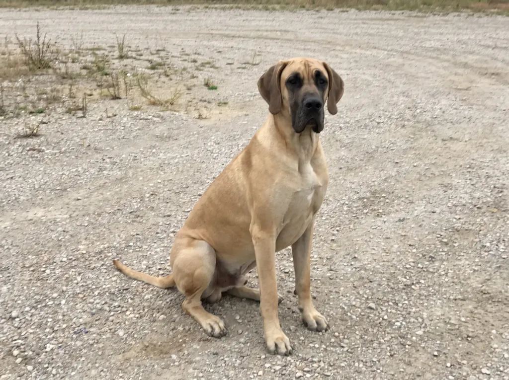 Adult Great Dane standing