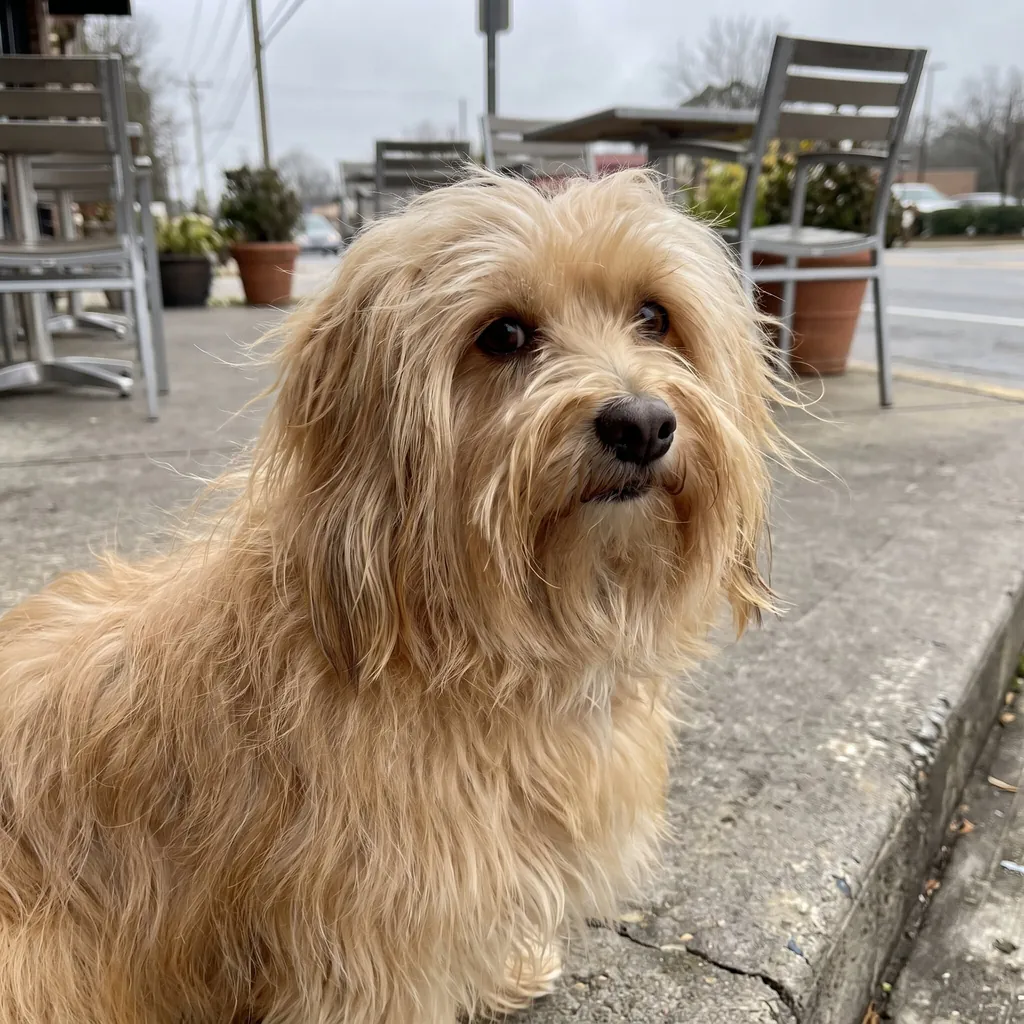 Adult Havanese standing