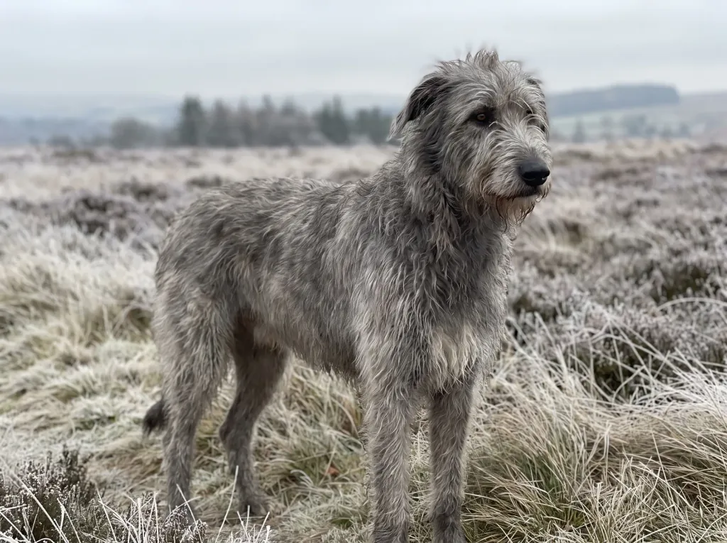 Adult Irish Wolfhound standing