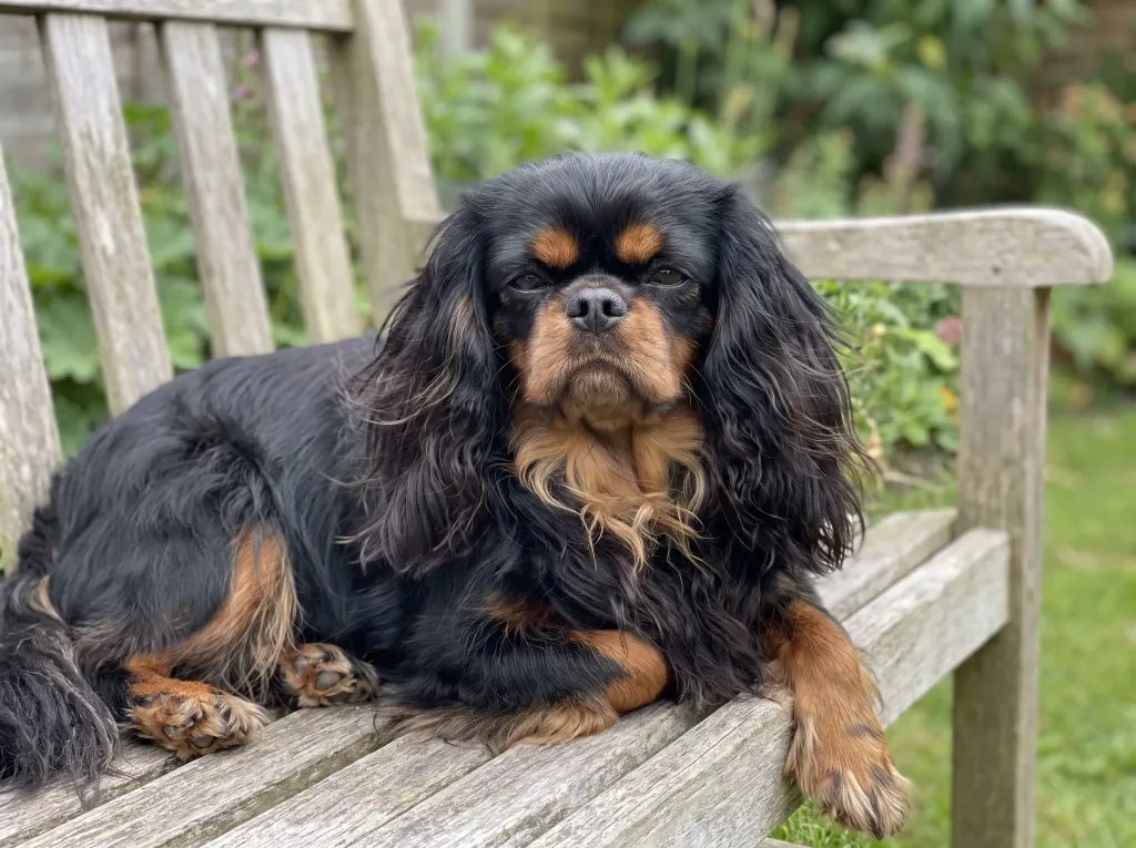 Adult King Charles Spaniel standing