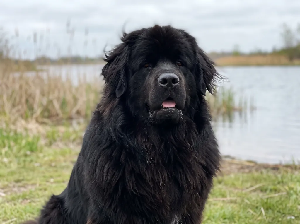 Adult Newfoundland standing