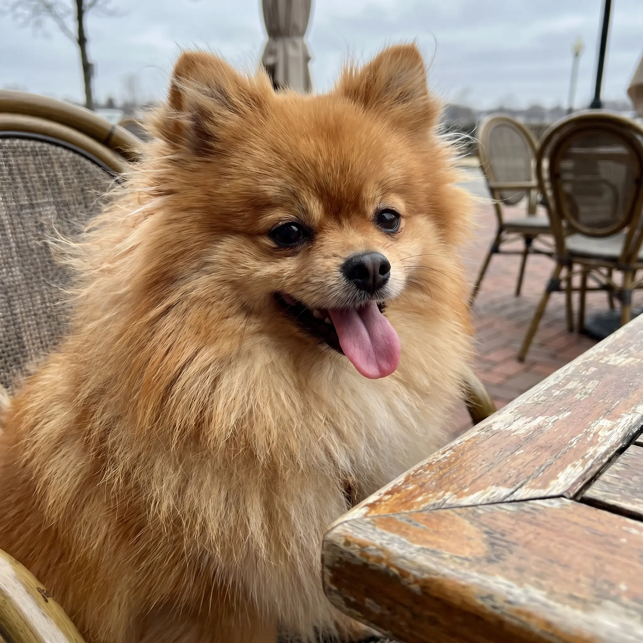Adult Pomeranian standing