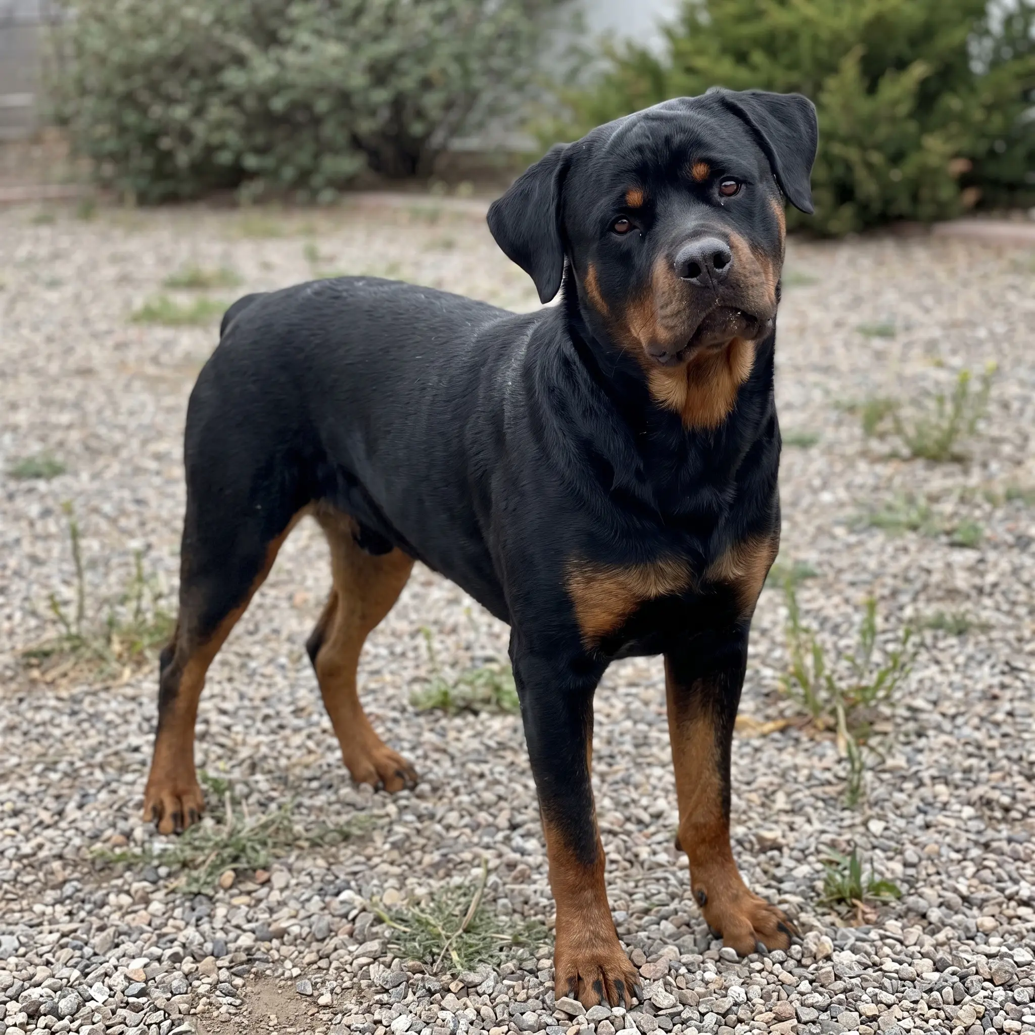 Adult Rottweiler standing