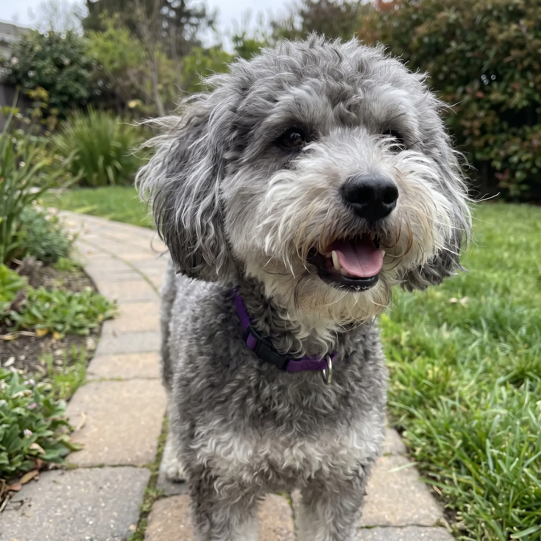Adult Schnoodle standing