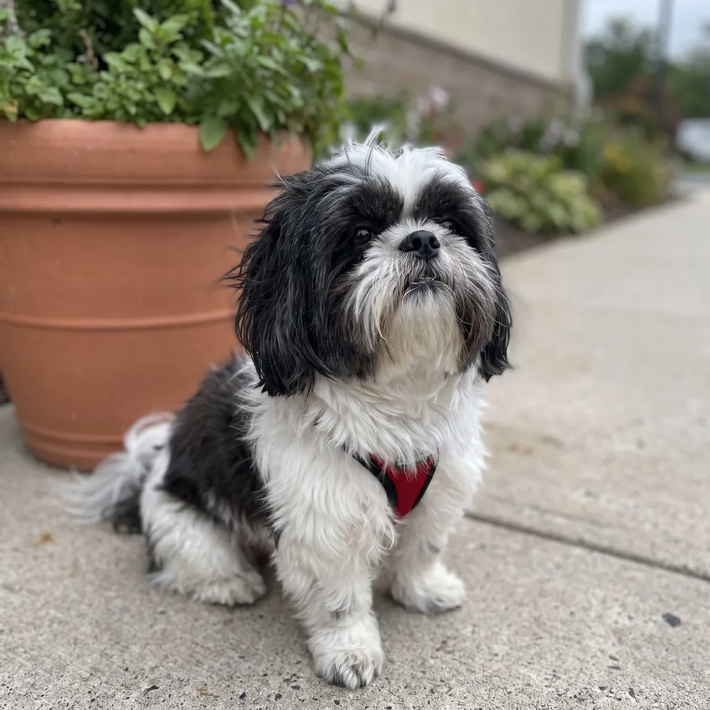 Adult Shih Tzu standing