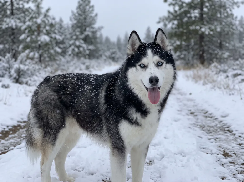 Adult Siberian Husky standing