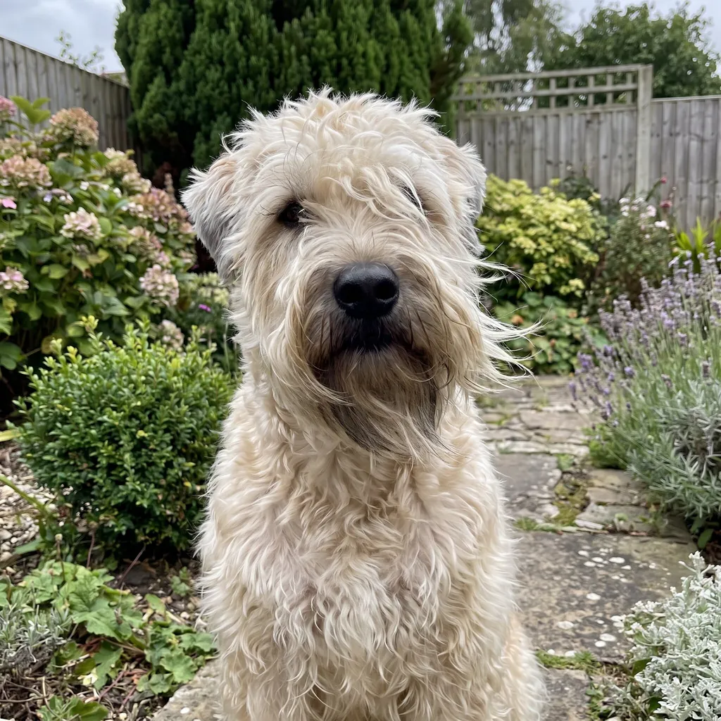 Adult Soft Coated Wheaten Terrier standing